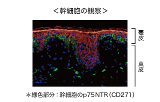 幹細胞の観察