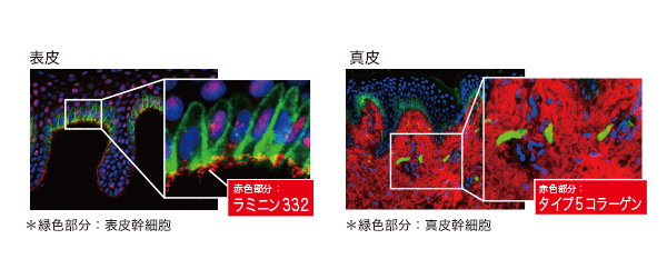 幹細胞の居場所「ステムバイタルエリア（SVA）」の発見