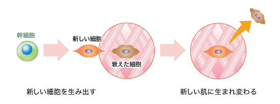 皮膚の「幹細胞」の研究