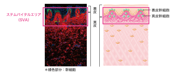 幹細胞の居場所「ステムバイタルエリア（SVA）」の発見
