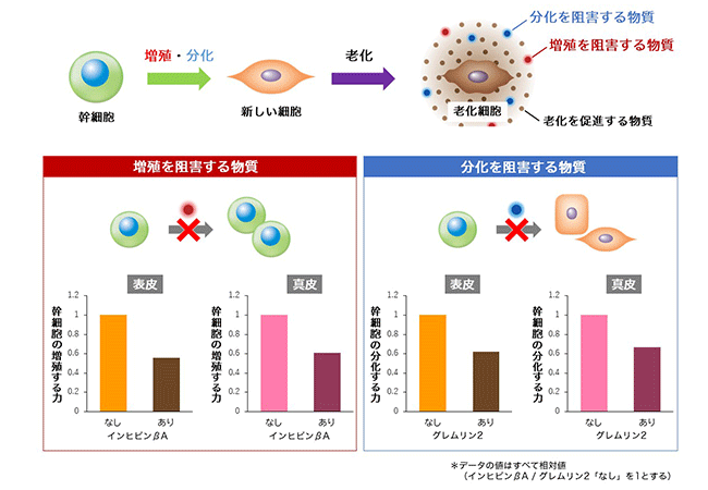 分化増殖の阻害データ