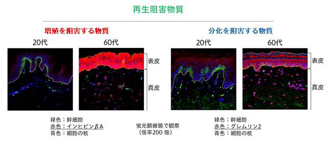再生を阻害する物質