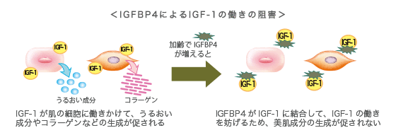 IGFBP4によるIGF-1の働きの阻害