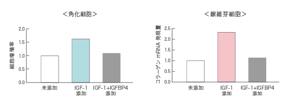 IGFBP4によるIGF-1の美肌効果への影響