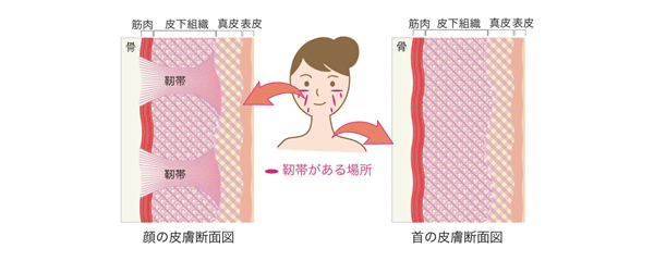 顔と首の皮膚断面図