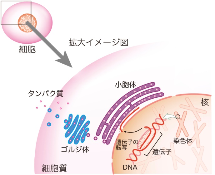 タンパク質生成の基本プロセス