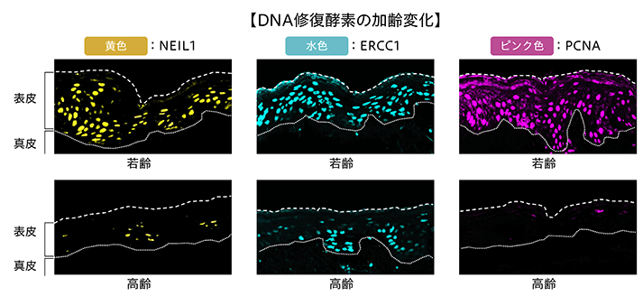 DNA修復酵素の加齢変化