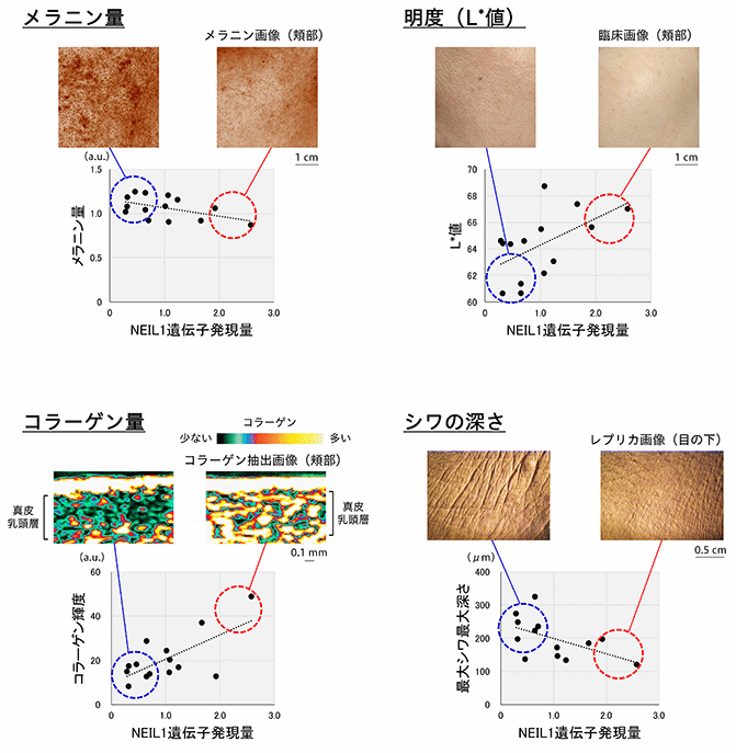 DNA修復酵素と肌性状の関係