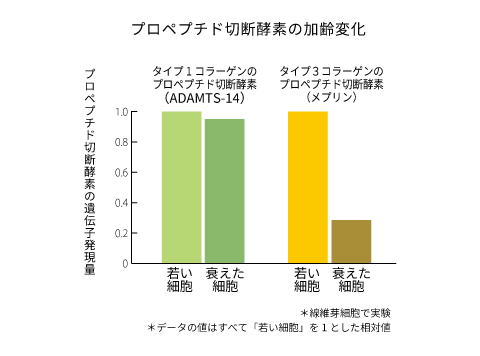 プロペプチド切断酵素の加齢変化