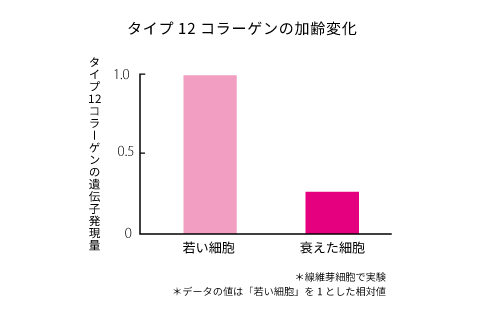 タイプ12コラーゲンの加齢変化