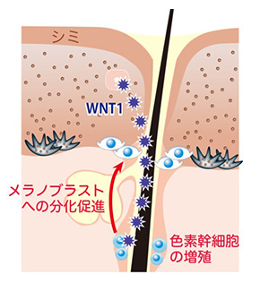 WNT1には、色素幹細胞を刺激して、色素幹細胞の増殖やメラノブラストへの分化を促進する作用がある