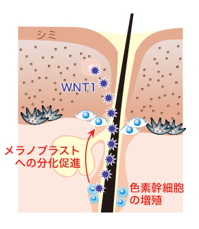 色素幹細胞の増殖によるメラノブラストへの分化促進の図